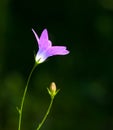 Purple spring flower in the nature