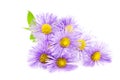 Purple spring flower over white. Royalty Free Stock Photo