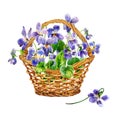 Purple spring flowers. a bouquet of fragrant violets. Basket of violets. Watercolor.