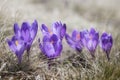 Purple spring flowers in the dry grass