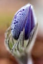 purple spring flowers, Pulsatilla patens in spring on a natural background