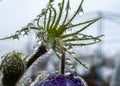 purple spring flowers, Pulsatilla patens in spring on a natural background