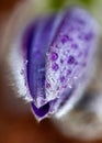 purple spring flowers, Pulsatilla patens in spring on a natural background