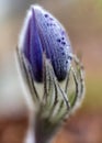 purple spring flowers, Pulsatilla patens in spring on a natural background