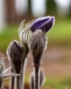 purple spring flowers, Pulsatilla patens in spring on a natural background