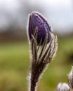 purple spring flowers, Pulsatilla patens in spring on a natural background