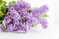 Purple spring lilac flowers blooming. On white