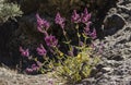 Purple mountain flowers in Gran Canaria Royalty Free Stock Photo