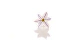Purple spring star flower in white