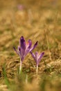 Purple spring three flower with green leaves and white stem and sun reflections in the meadow. Blooming crocus in grass a home gar