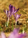 Purple spring three flower with green leaves and white stem and sun reflections in the meadow. Blooming crocus in grass a home gar