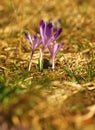 Purple spring three flower with green leaves and white stem and sun reflections in the meadow. Blooming crocus in grass a home gar