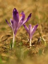 Purple spring three flower with green leaves and white stem and sun reflections in the meadow. Blooming crocus in grass a home gar