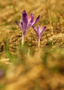 Purple spring three flower with green leaves and white stem and sun reflections in the meadow. Blooming crocus in grass a home gar