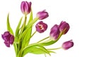 Purple Spring Tulips Isolated