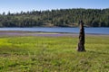 Prosser Creek Reservoir, purple wildflowers Royalty Free Stock Photo