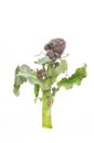 Purple sprouting broccoli Royalty Free Stock Photo