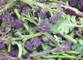 Purple sprouting broccoli close up Royalty Free Stock Photo