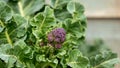Purple sprouting broccoli growing in kitchen garden allotment Royalty Free Stock Photo
