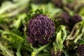 Purple sprouting broccoli growing in kitchen garden allotment Royalty Free Stock Photo