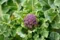Purple sprouting broccoli growing in kitchen garden allotment Royalty Free Stock Photo