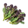 Purple sprouting broccoli Royalty Free Stock Photo
