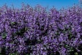 Purple Spurflower. Plectranthus mona lavender violet flowers.