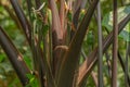 The purple stalk of the taro plant whose surface looks detailed, is used as a garden decoration Royalty Free Stock Photo