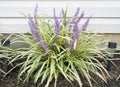 Purple Stalks of Blooms on Lilyturf in Fall Royalty Free Stock Photo