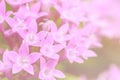 Purple Star Cluster flowers blooming (Pentas lanceolata)