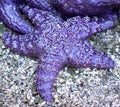 Purple Starfish