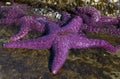 Purple Starfish Royalty Free Stock Photo