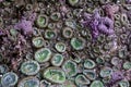 Purple starfish and anemones on rock sea wall