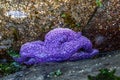 Purple starfish attached to the underside of a rock at low tide, Golden Gardens Park, Washington, USA