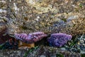 Purple starfish attached to the underside of a rock at low tide, Golden Gardens Park, Washington, USA