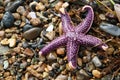 Purple starfish Royalty Free Stock Photo