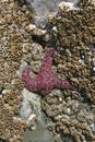 Purple starfish [sea star] with anemones Royalty Free Stock Photo