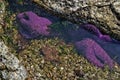 Purple Starfish or Sea Stars in a Tide Pool on Vancouver Island Royalty Free Stock Photo