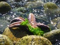Purple starfish on shoreline rocks