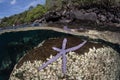 Purple Starfish on Volcanic Rock
