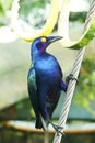 The purple starling, also known as the purple glossy starling