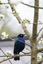 The purple starling