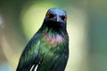 Purple glossy starling, Purple Starling, Lamprotornis purpureus Royalty Free Stock Photo