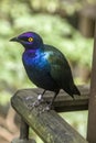 A Purple starling