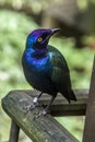 A Purple starling