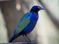 The purple starling standing on a tree branch