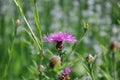 Purple starthistle blooming in meadow Royalty Free Stock Photo