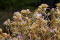 Purple starthistle, caltrops or Centaurea calcitrapa