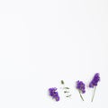 Purple statice flowers and eucalyptus leaves on white background Royalty Free Stock Photo