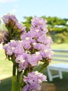 purple Statice, Sea Lavender Royalty Free Stock Photo